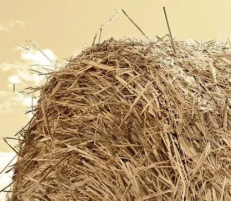 Feed one cow for 4 days