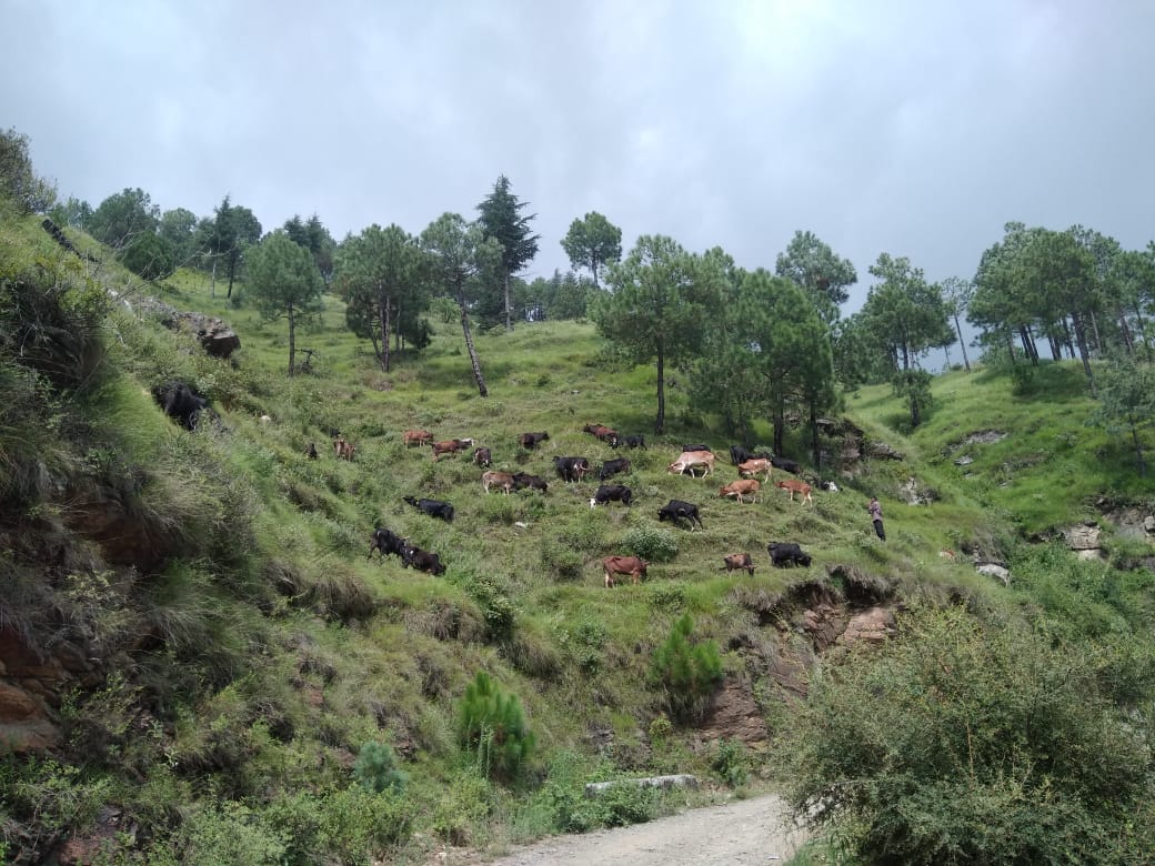 Dr. Yashwant Singh Parmar Gosadan now houses 85 cows