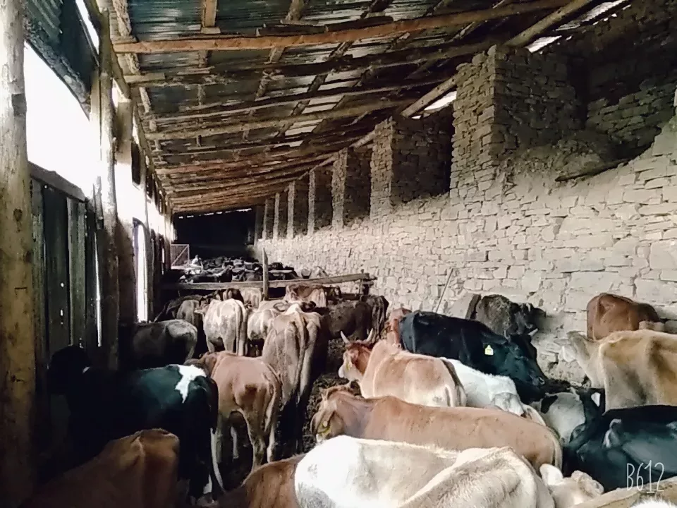 Our gaushala is now running at full capacity