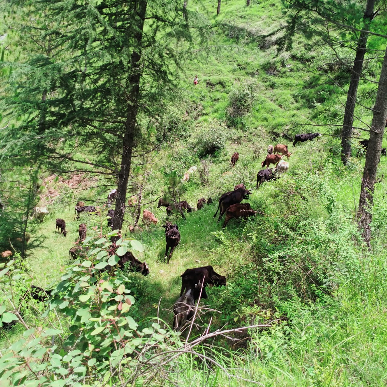 June 21, 2021 –  Pictures and Video