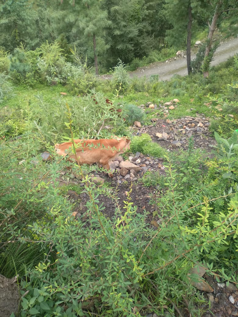 Our Beloved Nandu – Pictures – September 05, 2021