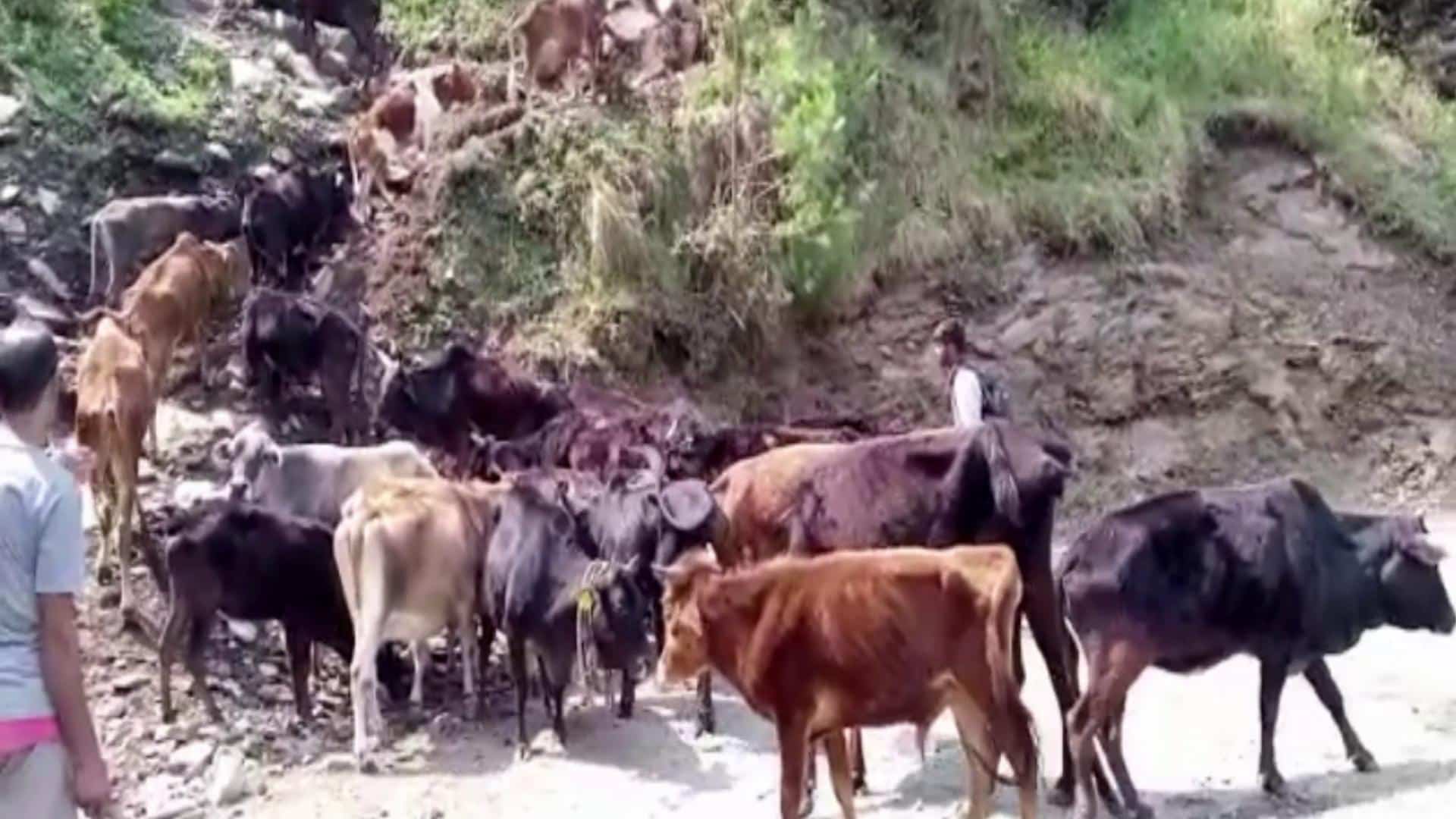 Animals grazing and going to higher pastures – Updates from May 27, 2022