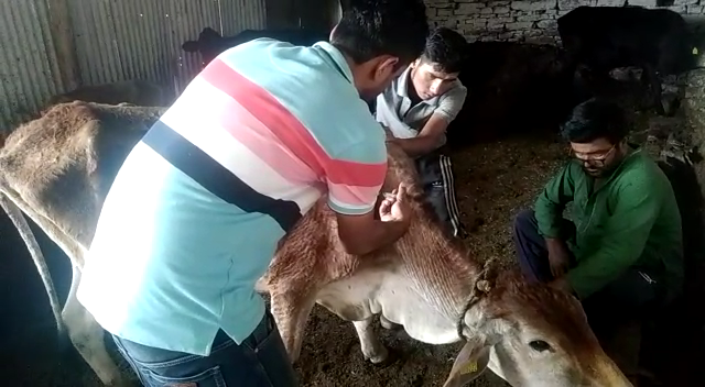 Cattle getting their MOOdicine — First week of June, 2022