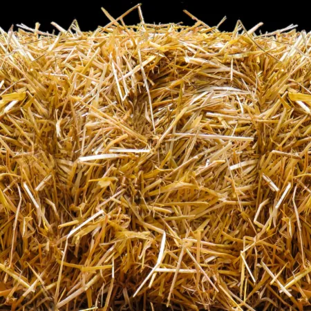 Feed one cow for 15 days