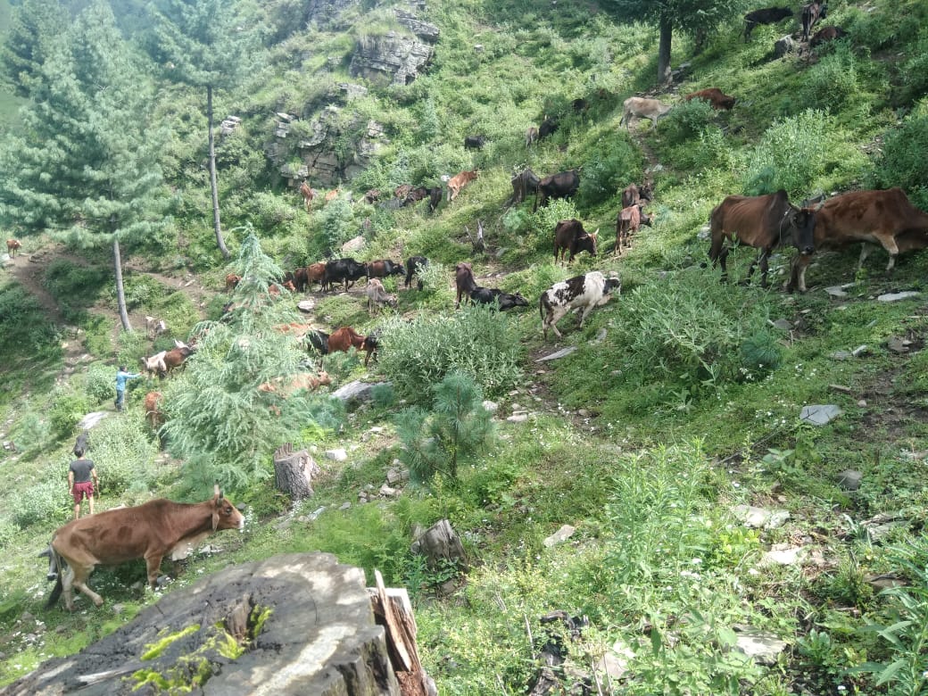 Animals Grazing and Dry Fodder Delivery – Update from Third Week of August 2022