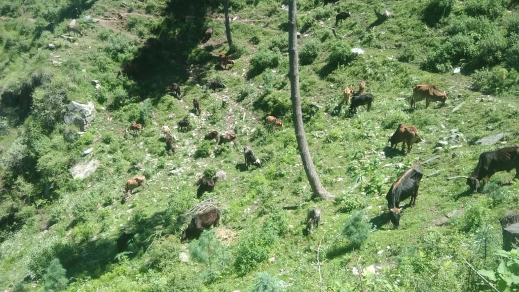 Cows grazing at our gaushala