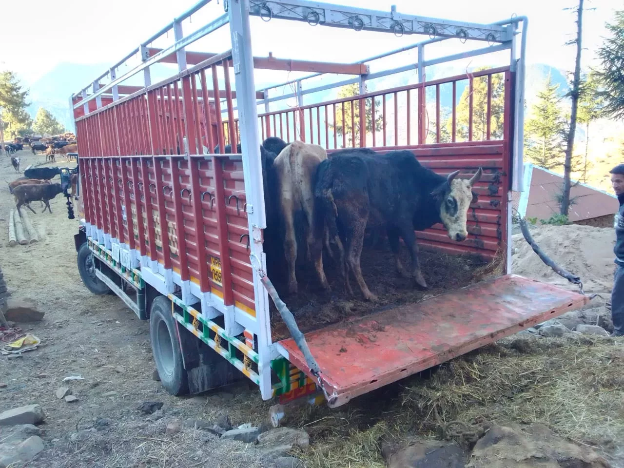 Arrival of eighteen stray cattle from extremely cold areas at our cow sanctuary