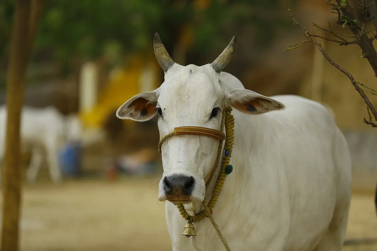 Challenges Faced by Gaushalas in Himachal Pradesh