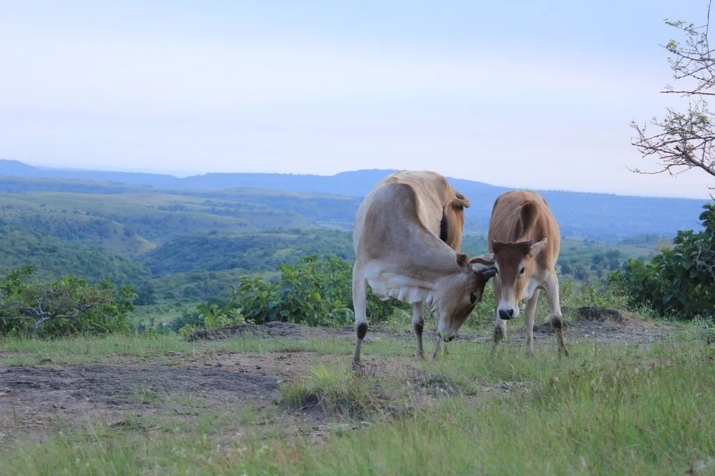 Cows playing