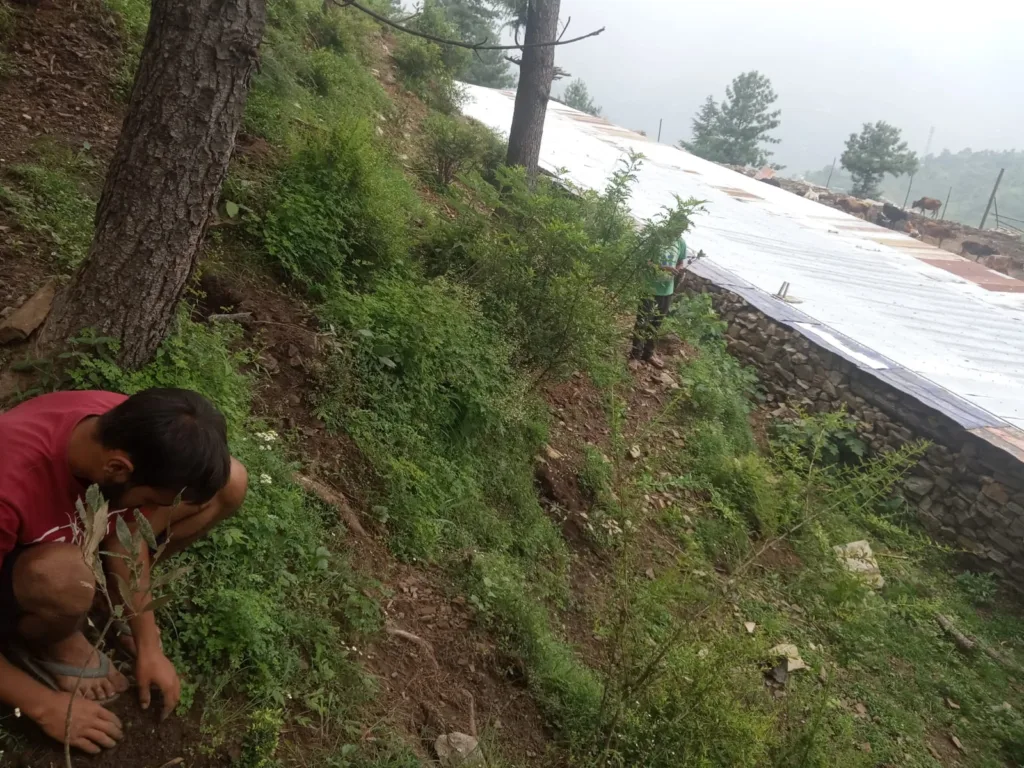 Picture of plantation drive at Dr. YS Parmar Gausadan