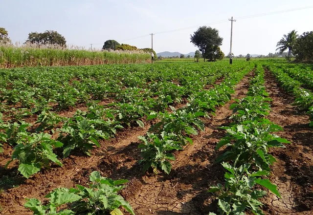Unlocking the Advantages of Using Gobar (Cow Dung) as fertiliser