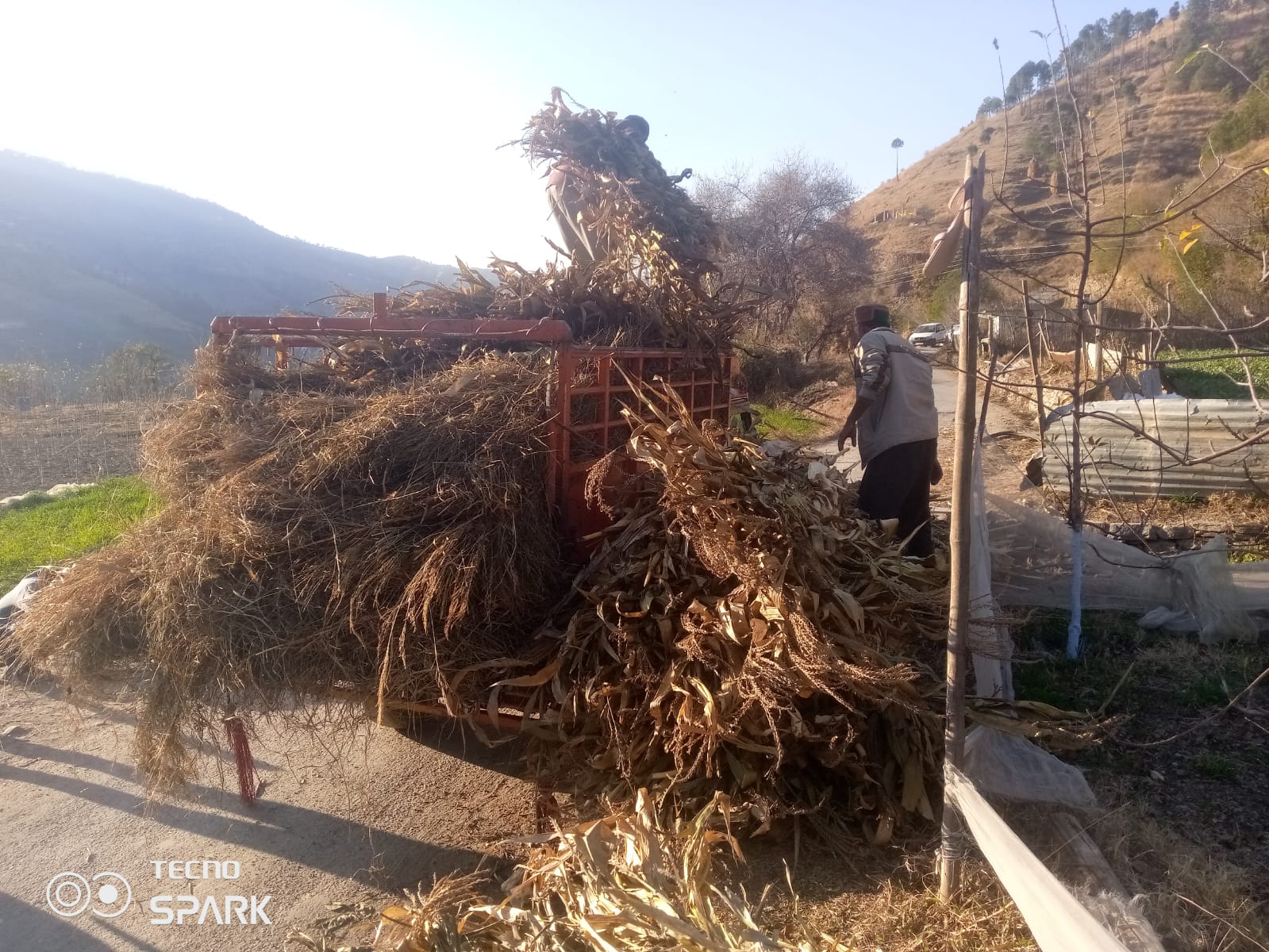 Different kinds of fodder