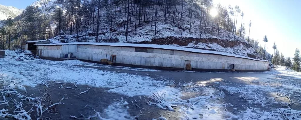 Upcoming winter has dire fate in store for stray cattle in Himachal Pradesh